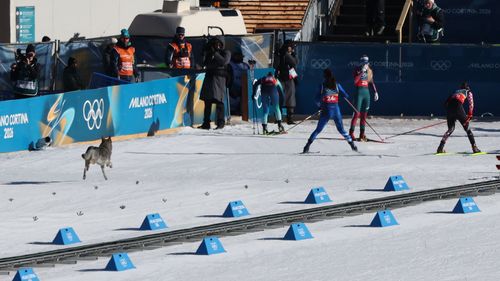 On the pawdium! Watch bizarre moment dog interrupts Winter Olympics