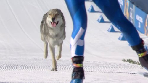 Tierisches Olympia-Highlight: Hund rennt ins Langlauf-Ziel