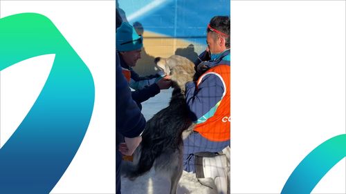 Watch: Unusual visitor joins Winter Olympics party...