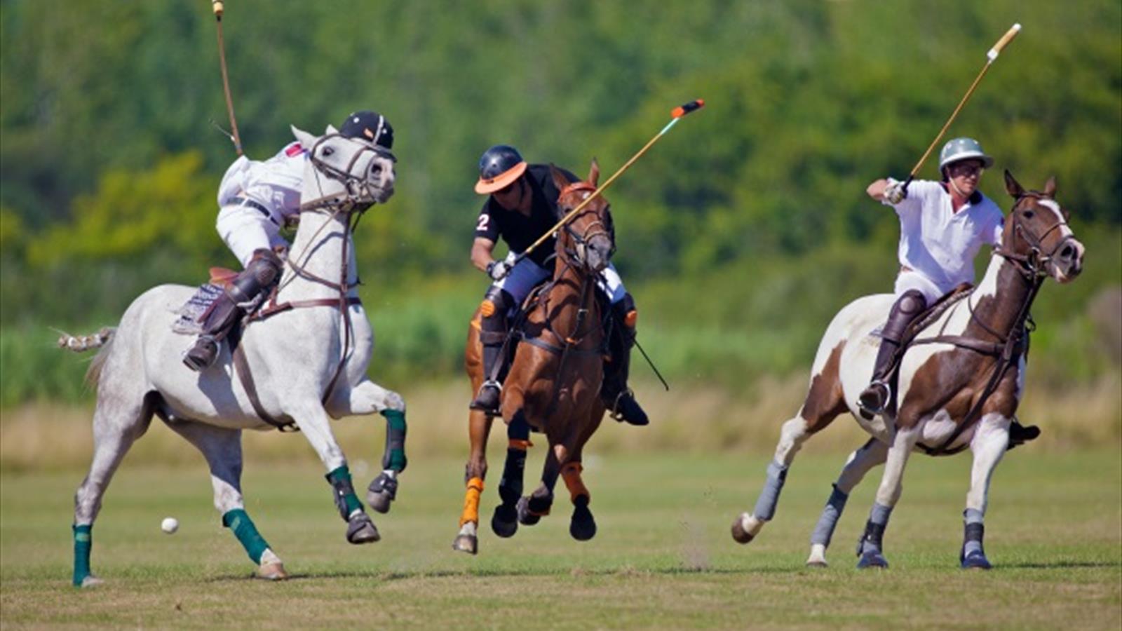 Polo, horseball… Les autres pratiques de l’équitation Economie